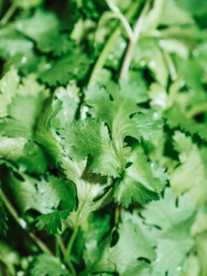 Fresh Coriander 1 Bunch – Only For Dublin Customers